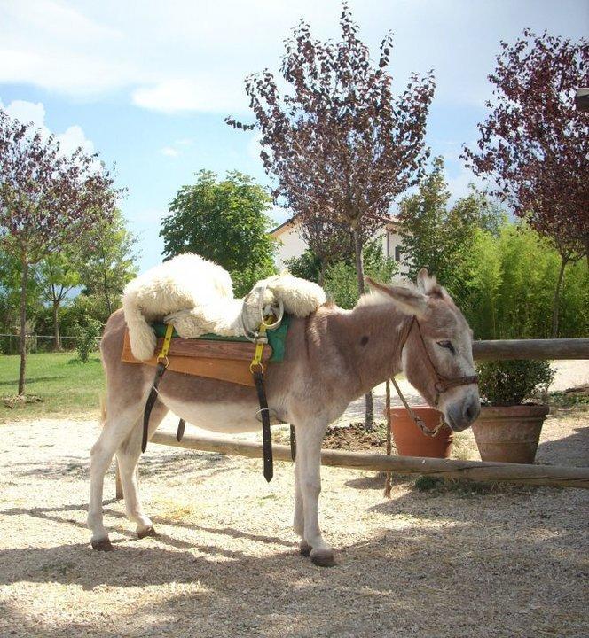 Locanda Dell'Asino D'Oro Villa Sulmona Eksteriør bilde